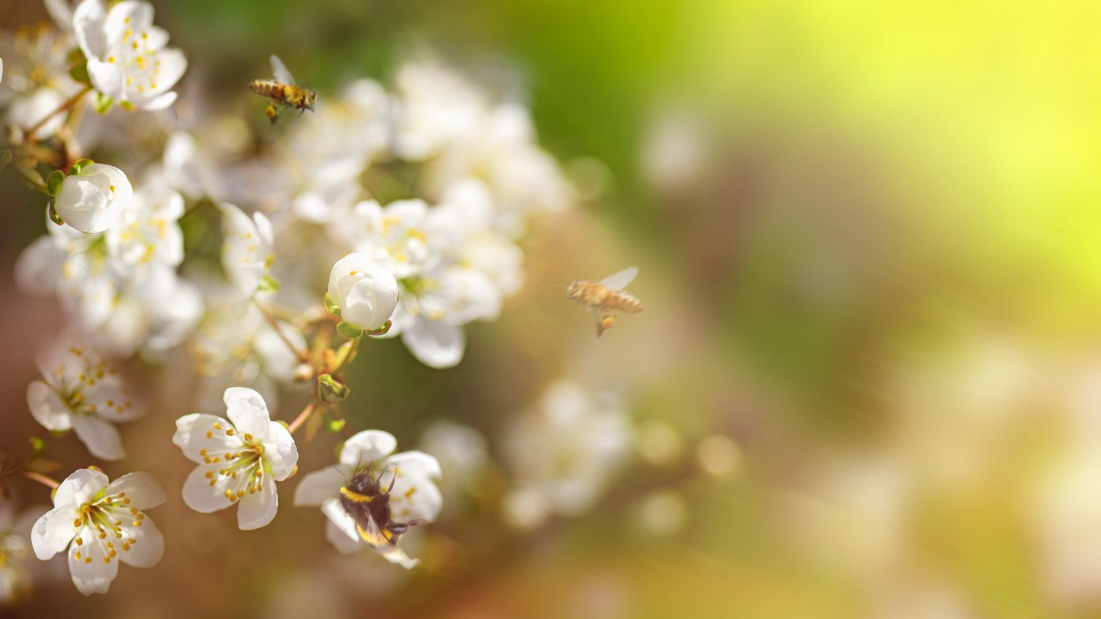 Beerensträucher Arten - Trachtpflanzen