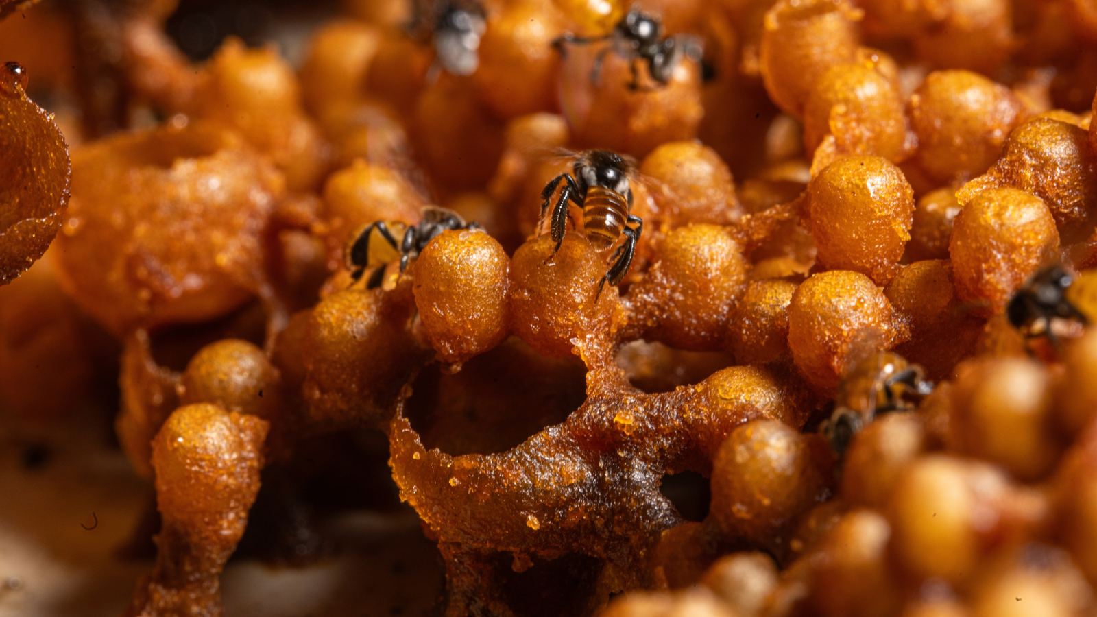 Bienen Krankheiten - Varroa - Drohnenbrut und Varroa