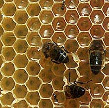 Wachsdruesen der Honigbiene